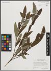 Foto von Salix appendiculata Vill. x Salix purpurea L.